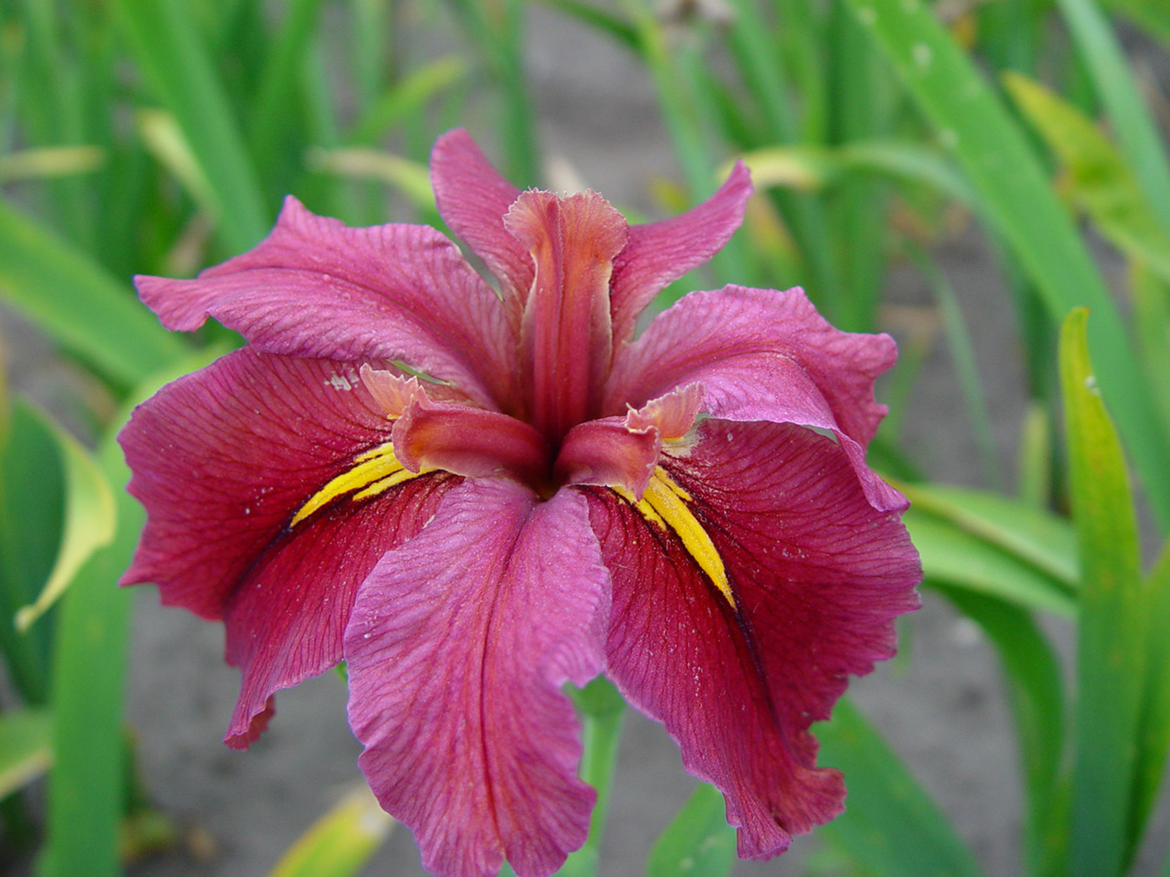 IrisLouisiana_Rhett_LongfieldGardens.jpg